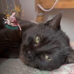 Nowenna pompejańska za kota